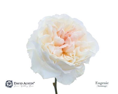 <h4>Rosa Gr Austin Eugenie</h4>