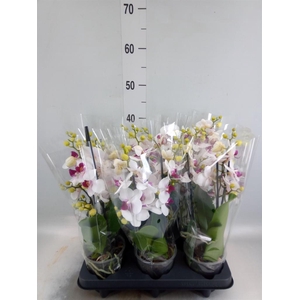 Phalaenopsis multi. 'FC Safe Haven'