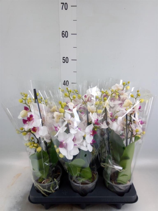 <h4>Phalaenopsis multi. 'FC Safe Haven'</h4>