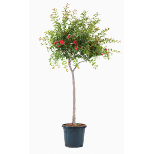 Punica granatum