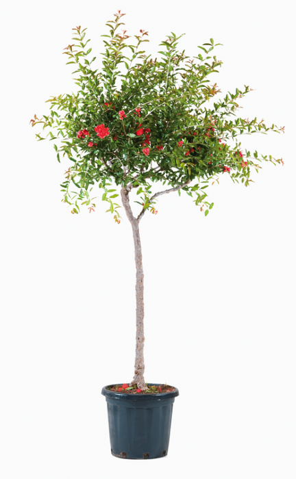 <h4>Punica granatum</h4>