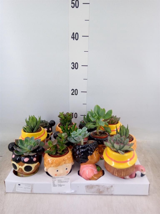 <h4>Succulents   ...</h4>