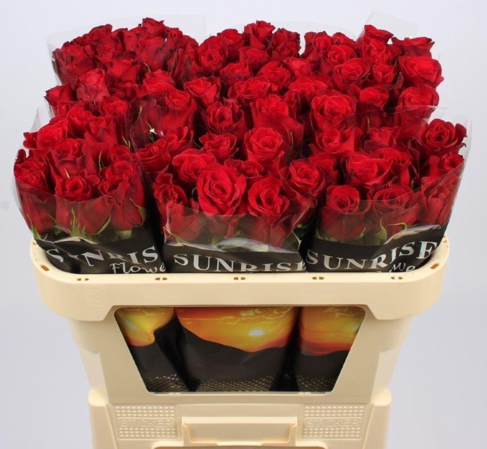 <h4>R GR FREEDOM</h4>