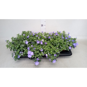 Convolvulus sab. 'Early Blue'