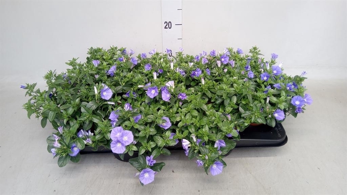 <h4>Convolvulus sab. 'Early Blue'</h4>