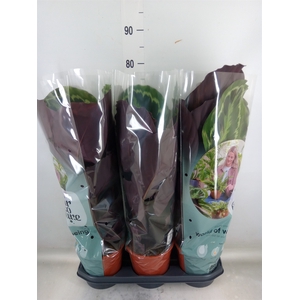 Calathea  'Medallion'