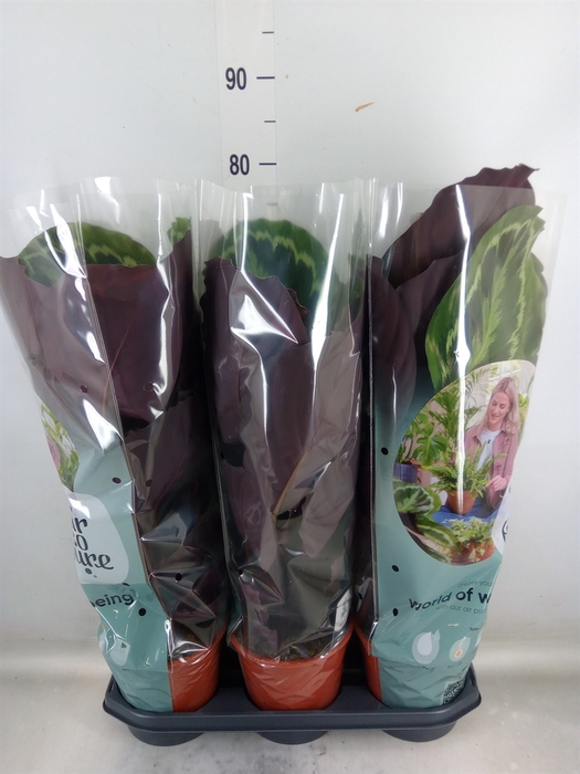 <h4>Calathea  'Medallion'</h4>