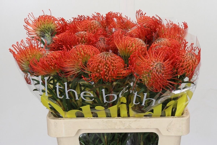 <h4>LEUCO CO SUCCESSION</h4>