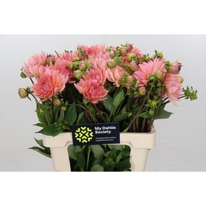 Dahlia Henriette
