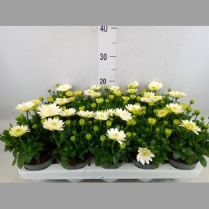 Osteospermum  '3D White'