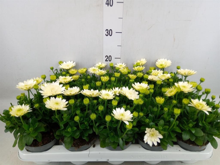 <h4>Osteospermum  '3D White'</h4>