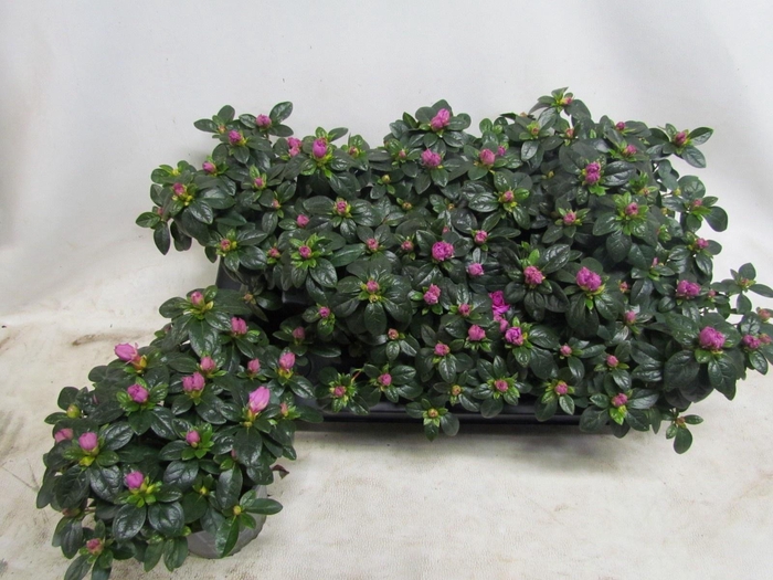 <h4>RHODO SI TOSH PARIS</h4>