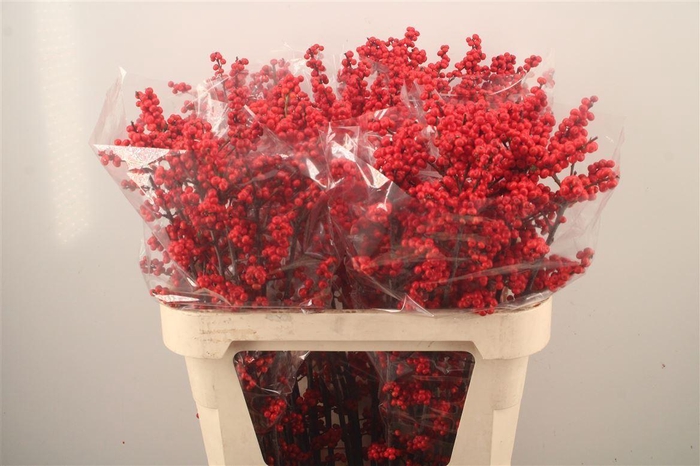 <h4>Ilex vert. ...bes</h4>