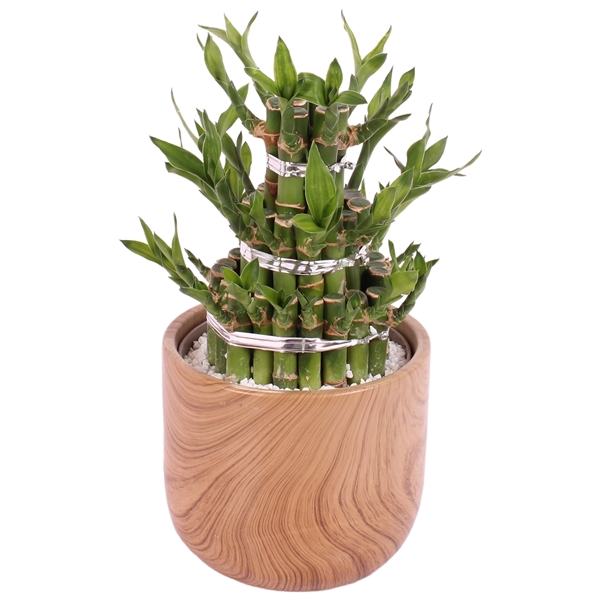 <h4>Lucky Bamboo Shape Round 3B Ø14cm Ceramic NT565</h4>