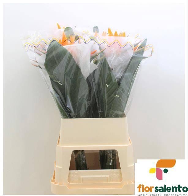 <h4>Strel Reginae Bloem</h4>