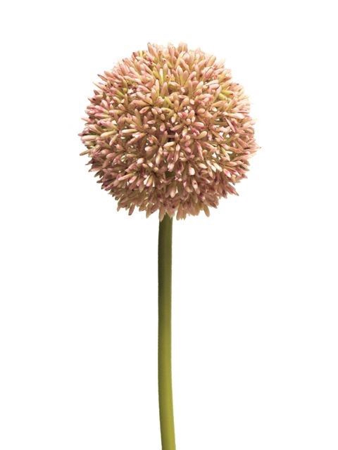 <h4>Allium globemaster Gloster pink lar</h4>