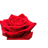 ROSA LOVELY RED 050 CM