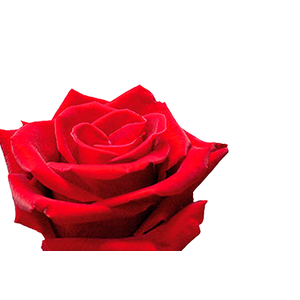 ROSA LOVELY RED 050 CM