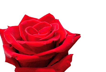 ROSA LOVELY RED 050 CM