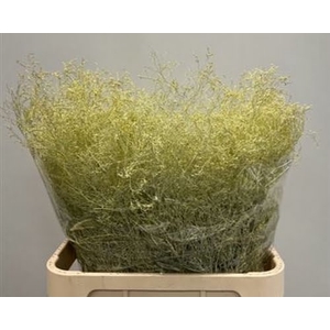 Limonium Beltlaard Klb Creme