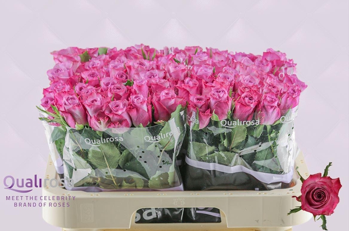 <h4>R Gr Deep Purple</h4>