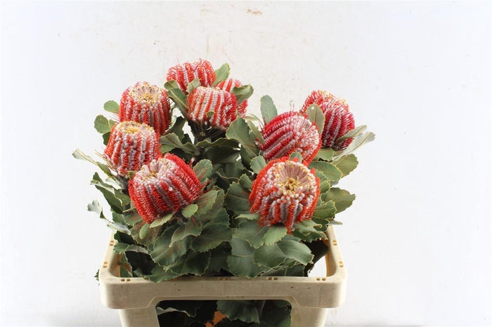 <h4>Banksia Coccinea</h4>