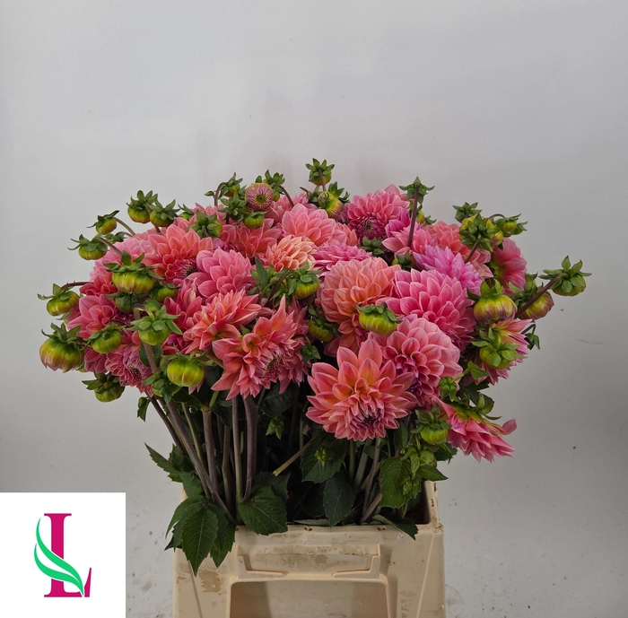 <h4>DAHL LINDAS BABY</h4>