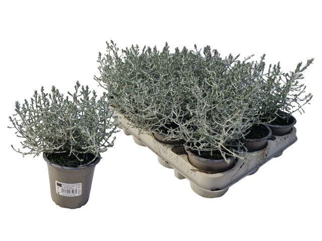 <h4>LEUCOPH BROWNII</h4>