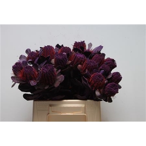 Banksia Coccinea Purple