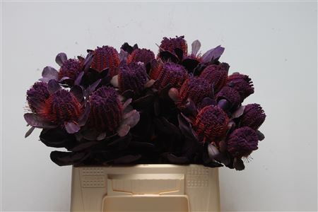 <h4>Banksia Coccinea Purple</h4>