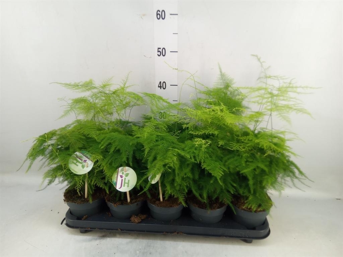 <h4>Asparagus setaceus</h4>