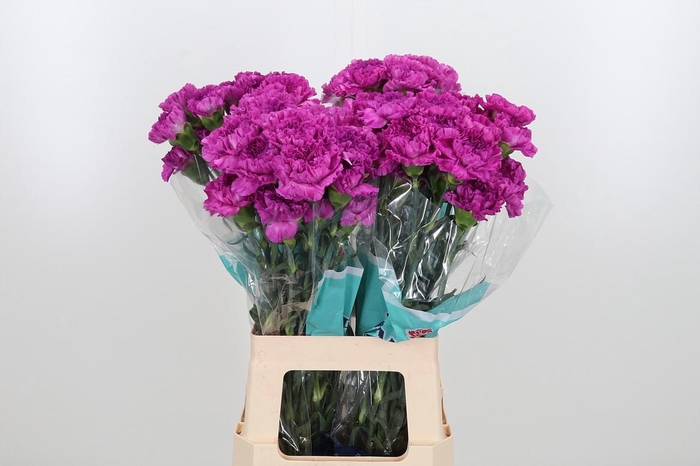 <h4>Di St Frenesi</h4>