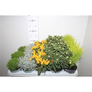 Herfst Mix 4-5 Soorten