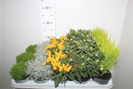<h4>Herfst Mix 4-5 Soorten</h4>