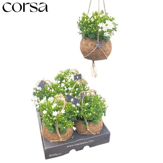 <h4>CAMP POR AMBE WHITE</h4>