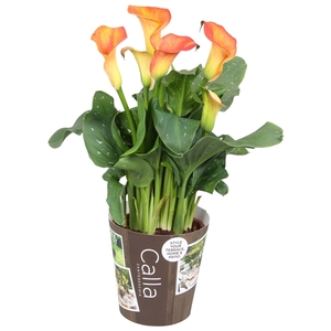 Zantedeschia Fireworks Calla oranje met outdoor potcover