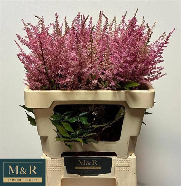 <h4>ASTIL AR ERIKA</h4>