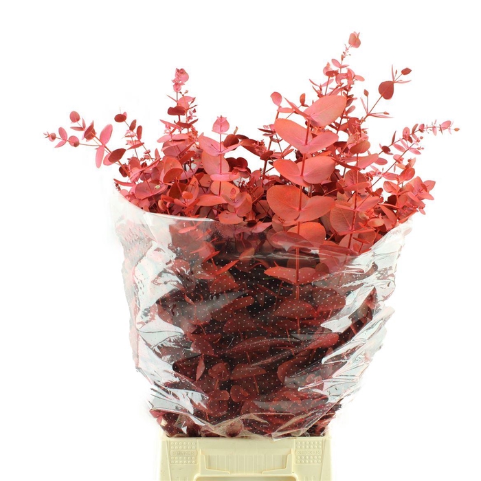 <h4>Cinerea Geverfd</h4>