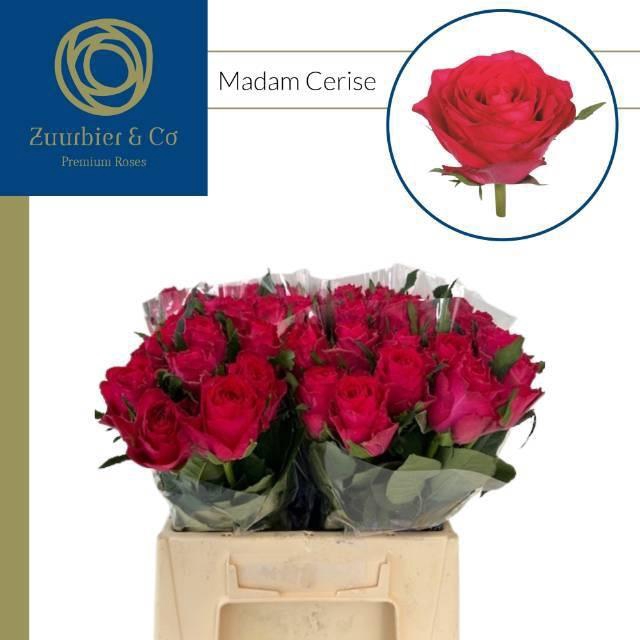 <h4>R GR MADAM CERISE</h4>