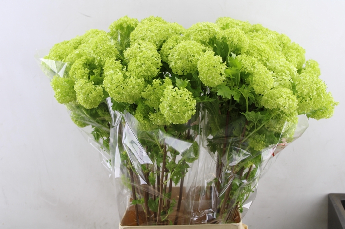 <h4>Viburnum Roseum</h4>