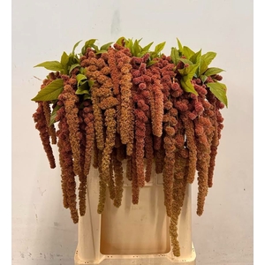 AMAR CA CORAL FOUNTA