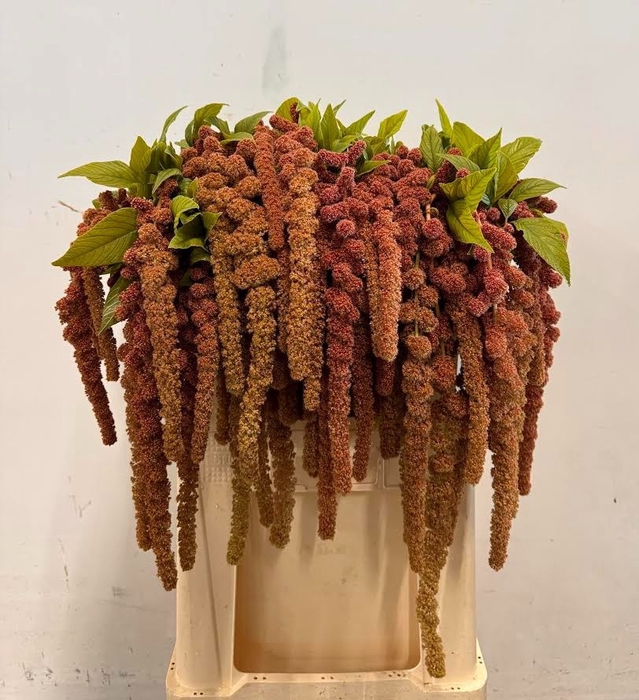 <h4>AMAR CA CORAL FOUNTA</h4>