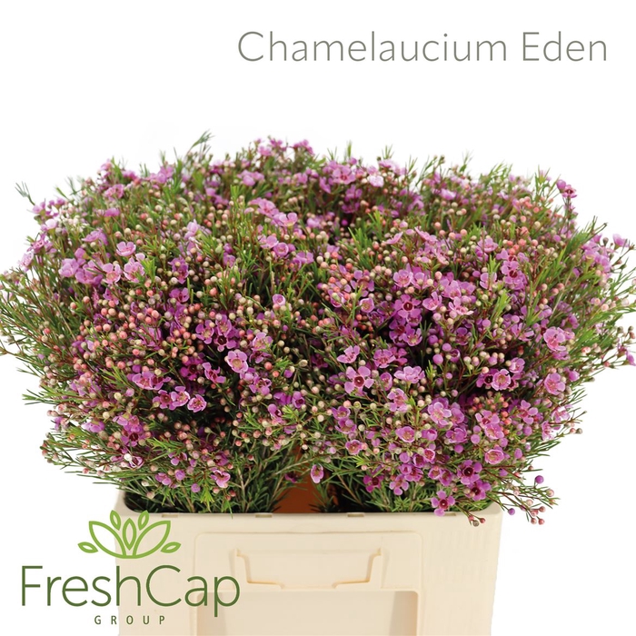 <h4>Chamelaucium Eden</h4>