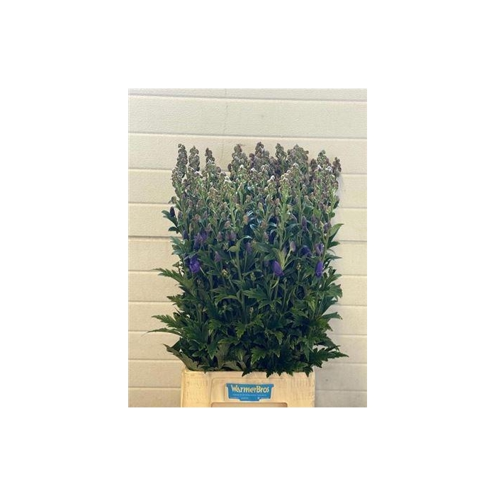 <h4>Aconitum Car Arendsii</h4>