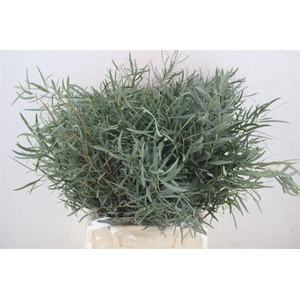 Euca Nicoly Short 150gr P Bunch