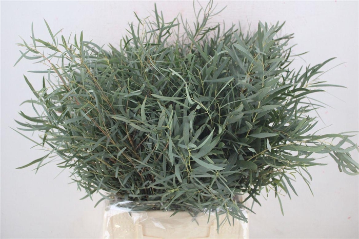 <h4>Euca Nicoly Short 150gr P Bunch</h4>