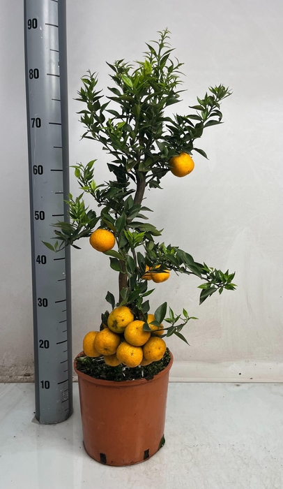 <h4>CITR AU CHINOTTO</h4>