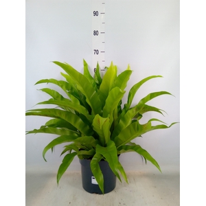 Asplenium antiquum