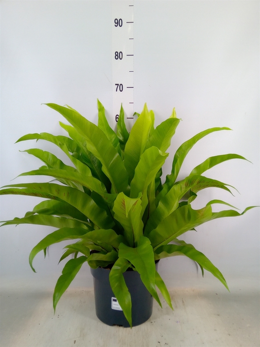 <h4>Asplenium antiquum</h4>