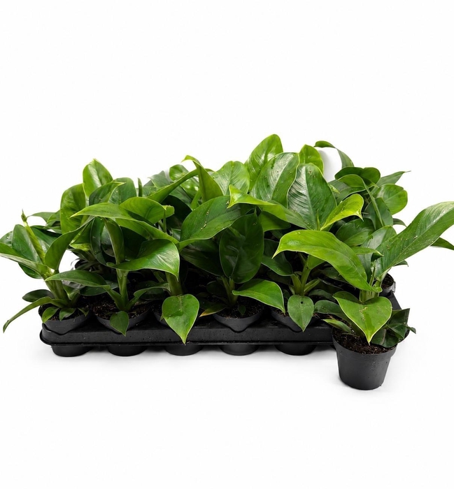 <h4>PHIL GREEN BEAUTY</h4>